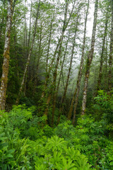 Fototapeta premium Foggy Day Hiking in Oswald West State Park, near Seaside, Oregon