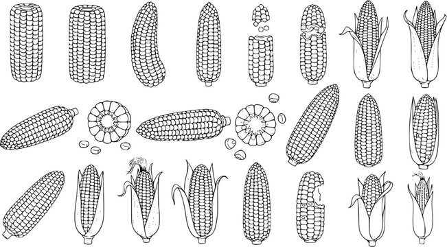 Detailed black and white line art illustrations of corn cobs and kernels, depicting various forms and stages, perfect for food, harvest, and agricultural designs.