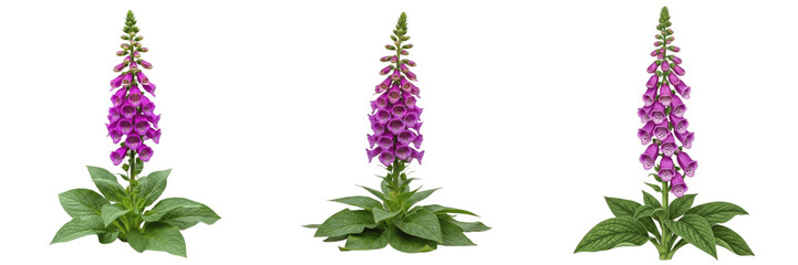 Judul: Tanaman bunga Foxglove ungu tinggi (Digitalis) dengan dedaunan hijau, terisolasi pada latar belakang putih. © Wazir