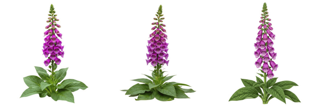 Judul: Tanaman bunga Foxglove ungu tinggi (Digitalis) dengan dedaunan hijau, terisolasi pada latar belakang putih.
