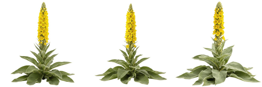 Isolated yellow mullein flower plants set with green fuzzy leaves on a transparent PNG background