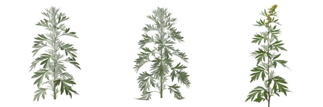 Title: Isolated artemisia plants with silver-green leaves on white background
