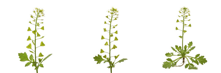 Set and collection of shepherd's purse plants with green seed pods isolated on white transparent png background © Wazir