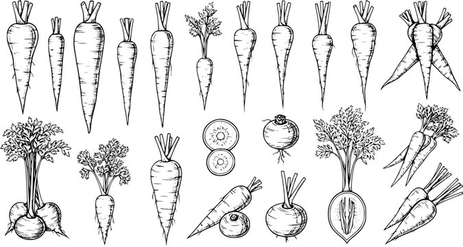 Hand-Drawn Root Vegetables: Vintage Carrot, Beet, and Turnip Illustration
