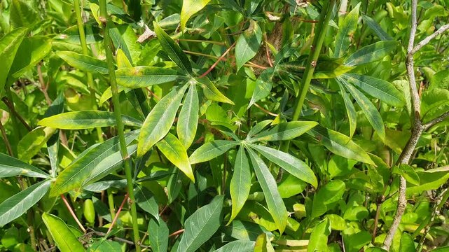 various types of green leaves in Indonesian nature