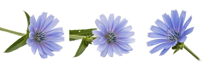 Yarrow Botanical Illustration Art Print - Realistic Achillea Millefolium Study for Home Apothecary, Herbalist Gift, and Farmhouse Wall Decor - Vintage Style Wildflower Art © Wazir