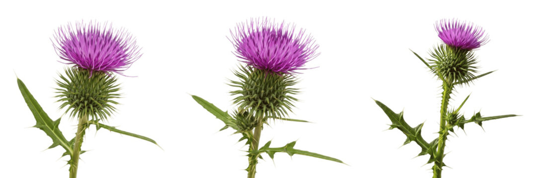Scottish Thistle Botanical Illustration Print - Detailed Onopordum Acanthium Study for Heritage Home Decor, Gardeners, and Wildflower Art Galleries - Vintage Style Thistle Wall Art
