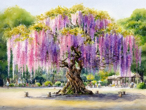 Une magnifique peinture &agrave; l'aquarelle d'un vieil arbre de glycine en pleine floraison avec des fleurs violettes et roses tombantes dans un parc.