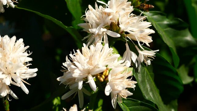 Eastern or Asiatic or Asian honey bee fliing to seeking nectar on Robusta coffee blossom on tree plant with green leaf with black color in background. Petals and white stamens of blooming flowers