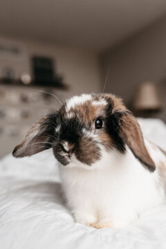 A cute holland lop bunny sitting on a bed