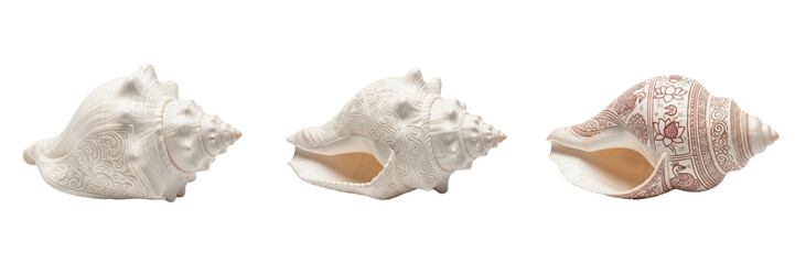 Three Decorative Tropical Conch Seashells Isolated on White Background Showing Various Natural Patterns and Angles © Wazir