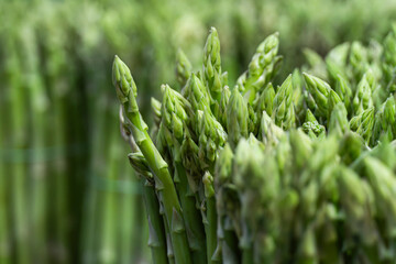 A detailed close-up shot of several bundles of fresh green asparagus spears, highlighting the delicate tips and vibrant green texture, perfect for healthy food and cooking concepts.