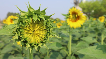 Sunflowers are about to bloom. Close-up sunflowers on a planted bed on a sunny summer day with copy space with selective focus.