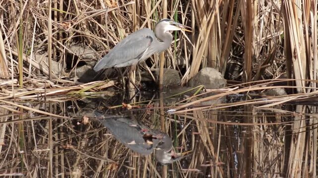 Great blue heron standing in water with what looks like a fish in its beak.  In the background is dried plants, likely cattail and some rocks.