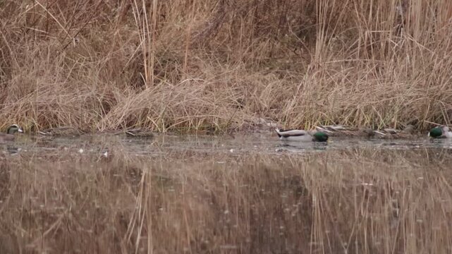 Ducks in a pond foraging for food.  Both male and female mallard ducks and looks like one male wigeon in the group.