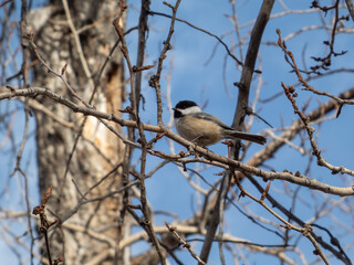 Fototapeta premium A Black-capped Chickadee perched on a bare branch against a clear blue sky in winter. Sharp detail of the songbird in a natural forest setting.