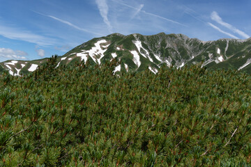 The Japanese stone pine (Pinus pumila) or creeping pine at an elevation of 2,450 meters, where snow lingers in Japan
