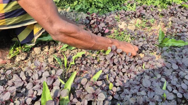 Professional RAW eye level close-up shot of a farmer's hand harvesting fresh red amaranth (Lal Shak) in Bangladesh, 4K UHD 30fps.