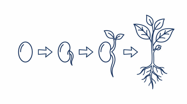 Seed Germination Process Plant Growth. Spring Vector Packs. EPS Editable
