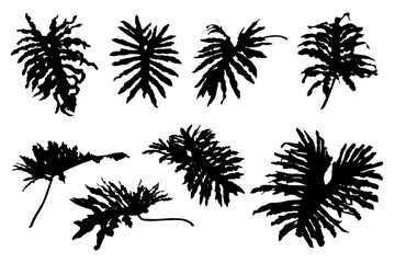 Philodendron Selloum silhouette set isolated black on white background. vector illustration © PATTASUWANNAKORN