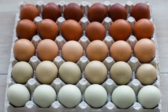 Colorful farm fresh eggs from different breeds of chickens.