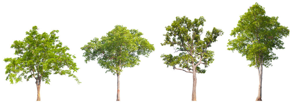 A premium collection of four lush green trees PNG transparent easy to drag and drop to main project