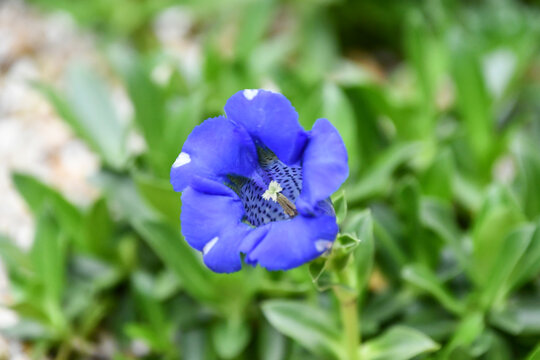チャボリンドウ（ゲンチアナ・アカウリス）　Gentiana acaulis