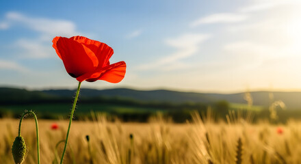 Obraz premium A vibrant red poppy swaying in a serene wheat field at sunset with a beautiful blue sky and white clouds