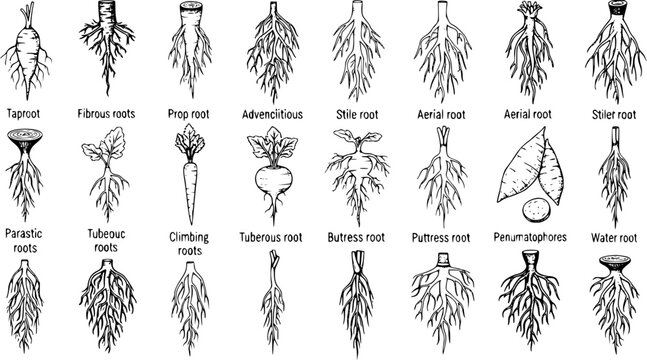 Botanical illustration of diverse plant root types: taproot, fibrous, prop, adventitious, aerial, parasitic, tuberous, buttress, and more, for biology education and study.
