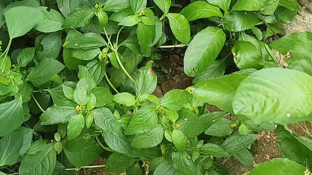 various types of green leaves in Indonesian nature