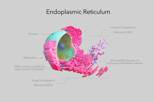Labeled 3D illustration of the endoplasmic reticulum (ER) showing rough endoplasmic reticulum (RER), smooth endoplasmic reticulum (SER), ribosomes, and the nucleus.