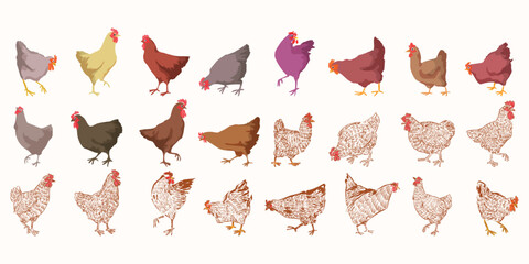 Set of chickens, hen, rooster, chick hand drawing vintage retro style vector illustration. Poultry farm animals collection isolated on background. © Suryadi