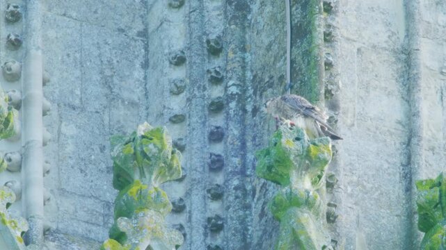 Young peregrine falcon moving between ornate Gothic cathedral stonework. Juvenile bird of prey hopping between architectural features while exploring its urban nesting site in the United Kingdom.