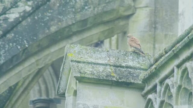 Common kestrel (Falco tinnunculus) perched on the roof of a historic stone cathedral in the United Kingdom. Urban bird of prey resting on gothic architecture.