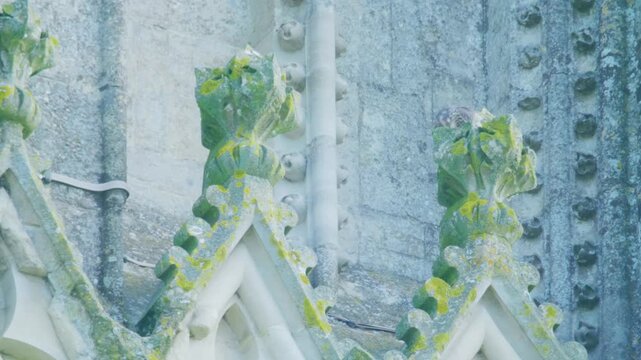 Juvenile peregrine falcon feeding while perched on ornate stonework of a historic cathedral. Close urban wildlife behaviour showing a young bird of prey eating prey on Gothic architecture