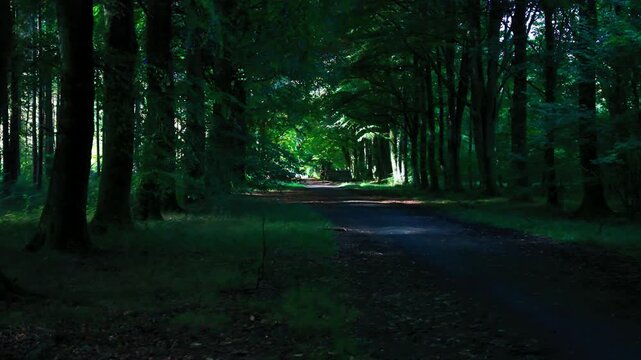 A peaceful woodland road running through Grovely Woods in Wiltshire, England. Tall trees form a natural canopy creating a tunnel of green light and shadow. Atmospheric British countryside landscape id