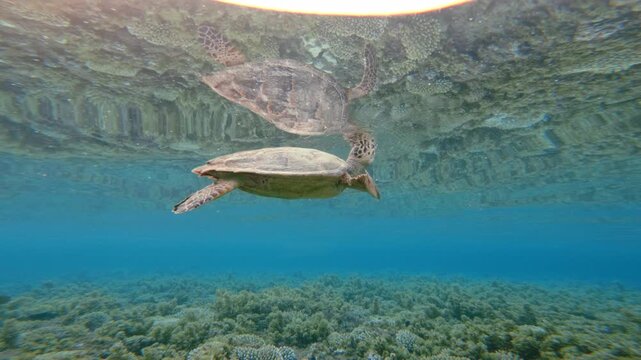 Green Sea Turtle Swallowing air from the water surface for breath