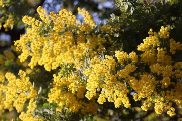 Mimosa flowers basking in the afternoon sun