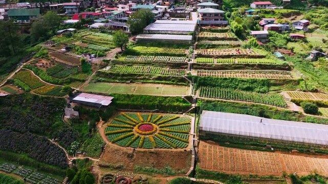 Drone orbits and flies away showing Atok flower terraces under sunny clouds