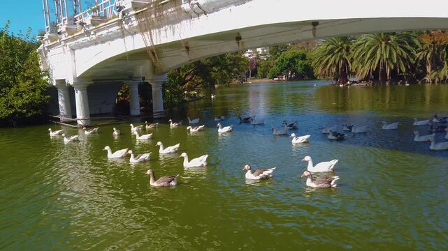 Goose family swim below white greek bridge lake landscape green urban city park in Palermo Rosedal of Buenos Aires city Argentina