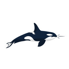 Obraz premium Minimalist flat design illustration of an orca killer whale swimming