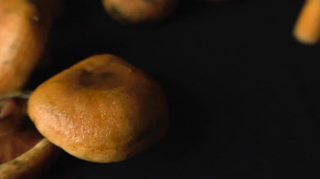 Studio close up of freshly harvested orange milkcap mushrooms with rich texture on a dark background.
