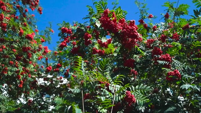 Bottom up view of a mountain ash tree heavy with ripe red berries and lush green leaves under bright summer sky.