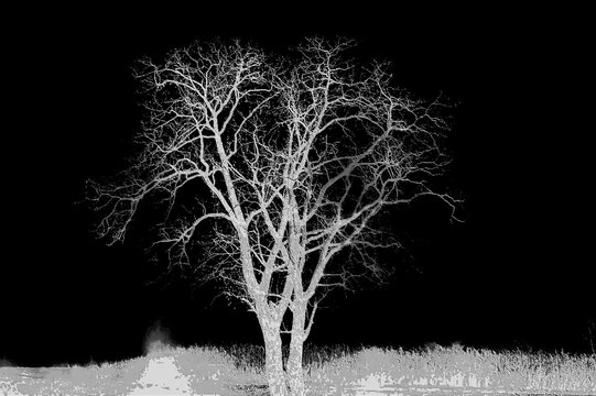 ghostly tree
