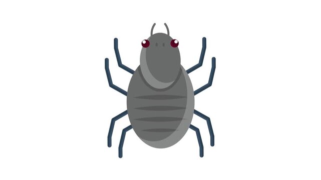  A large bed bug with prominent red eyes, showcasing its distinctive features and size.