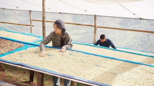 Happy Asian woman coffee farmers inspecting and sorting coffee beans during post harvest processing in farm greenhouse using digital tablet for quality control and sustainable agriculture management.