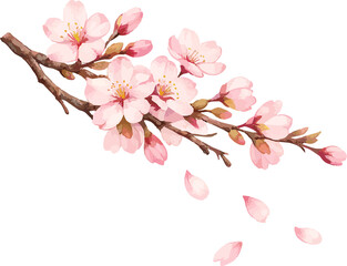 Watercolor Cherry Blossom Branch Illustration Isolated on Transparent Background