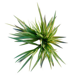 Fototapeta premium Dianella tasmanica tree plan, top view, cutout, transparent background, isolate, Vibrant green yucca plant close-up, detailed texture, nature background, botanical design elements