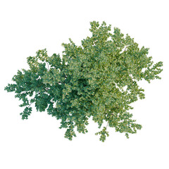Obraz premium Plinia cauliflora tree plan, top view, cutout, transparent background, isolate, Detailed green foliage texture, vibrant leaf pattern, nature background, organic design element