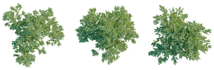 Fototapeta premium Plinia cauliflora tree plan, top view, cutout, transparent background, isolate, Detailed aerial view of a lush green forest canopy, showcasing natural beauty and ecological diversity.